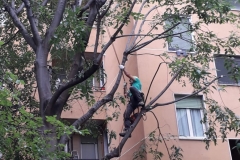 tree climbing 2